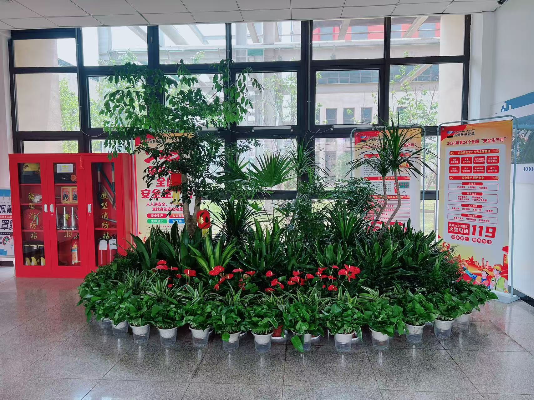 杭州湾植物出租，性价比超高，实惠装点每角落